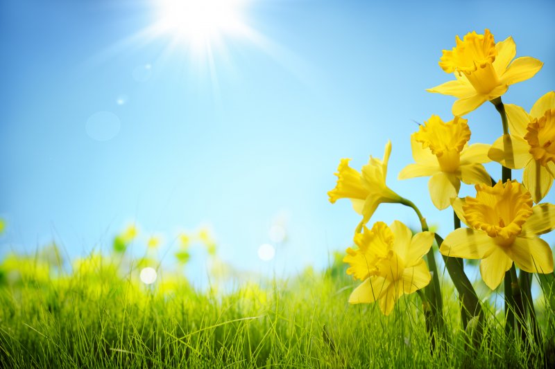 a field at the beginning of spring